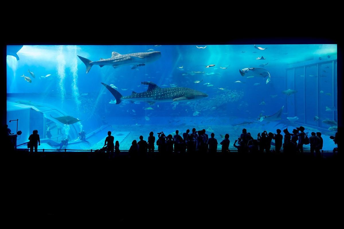 美ら海水族館 黒潮の海